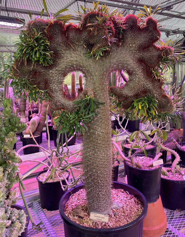 65cde9141d4a0_interesting-plant-fasciation-examples