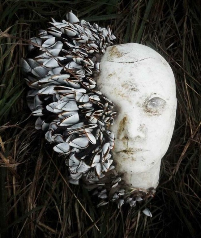 65266ef1a64b1_unexpected-finds-in-beach (1)