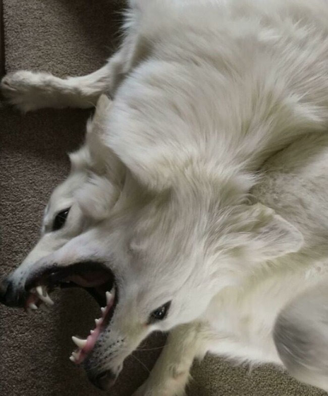 67518173b031f_funny-weird-cryptid-dogs