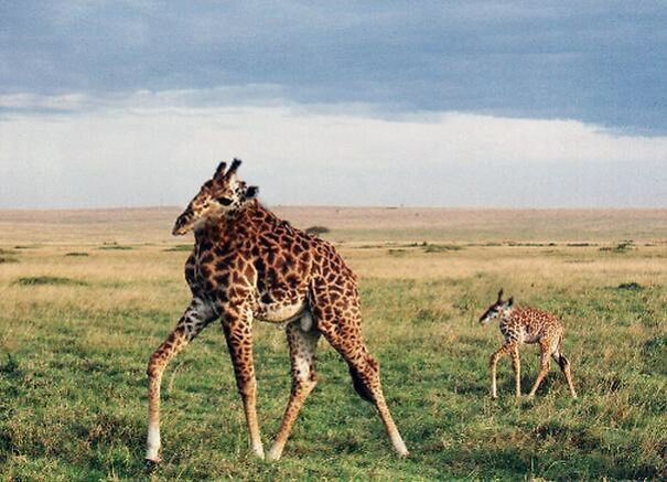 take-the-neck-of-animals-and-the-result-is-adorable