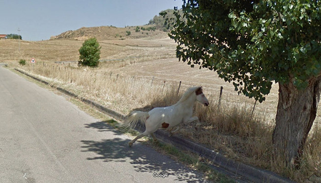 google-street-animals-5d2441e01456e__700