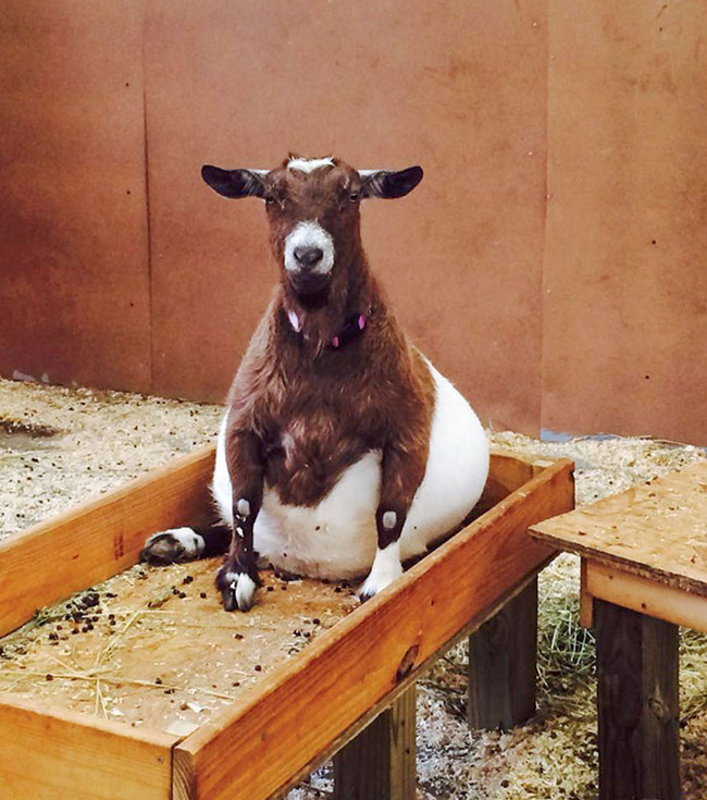 adorable-pregnant-animals-25-6385c1ba08ed3__700