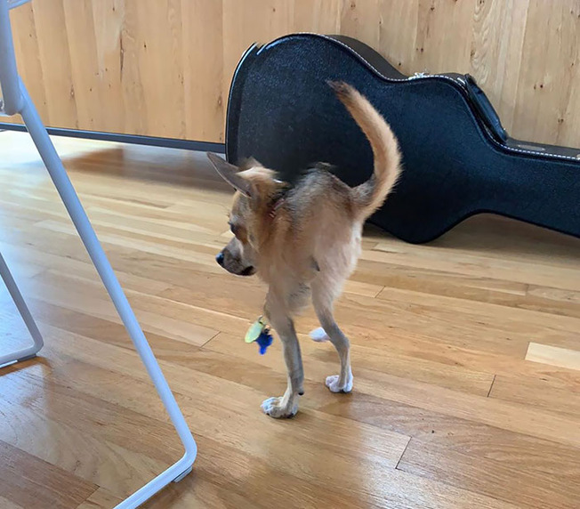 funny-panorama-fails-animals-74-5f50f58edba03__700