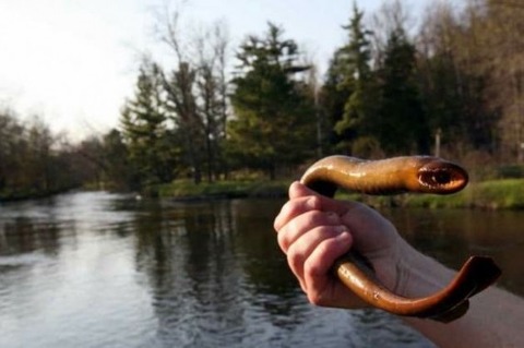 23 - Lamprey