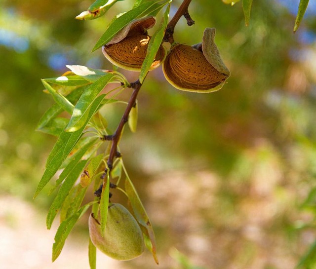 how-food-grow-8-58aab129b6393__880