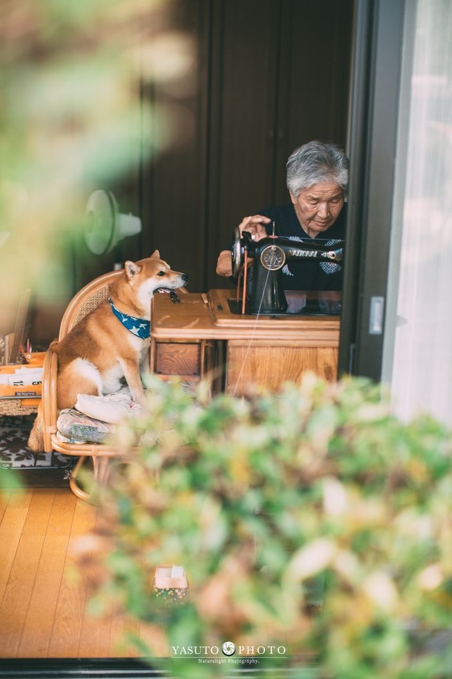 grandmother-dog-shiba-inu-photos-yasuto-40-5e3d17c63025a__700