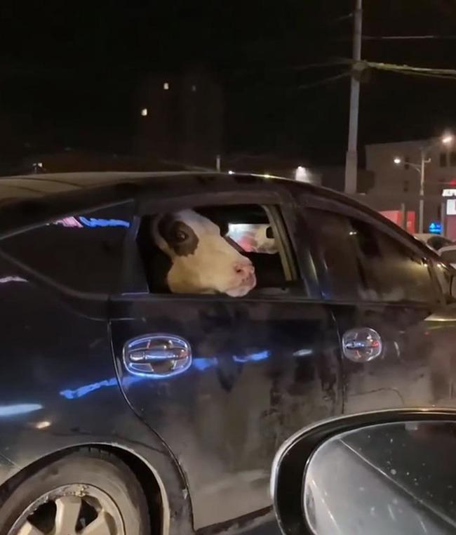 rarely-seen-things-10-65e5e8b7d02e4__700