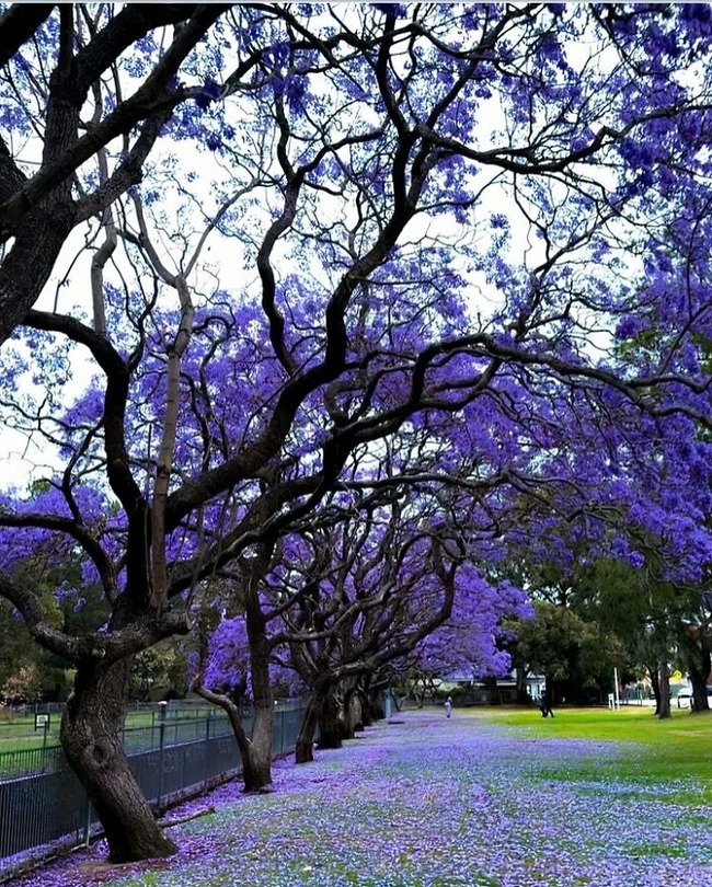 677fb3bfa6328_interesting-australia-pictures-posts