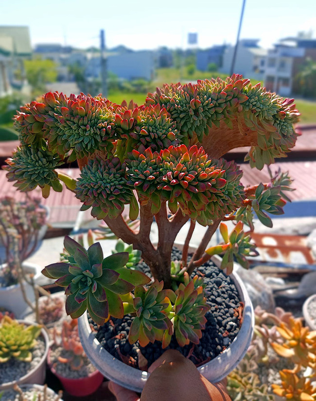 interesting-plant-fasciation-examples-100-65bba9668412f__700