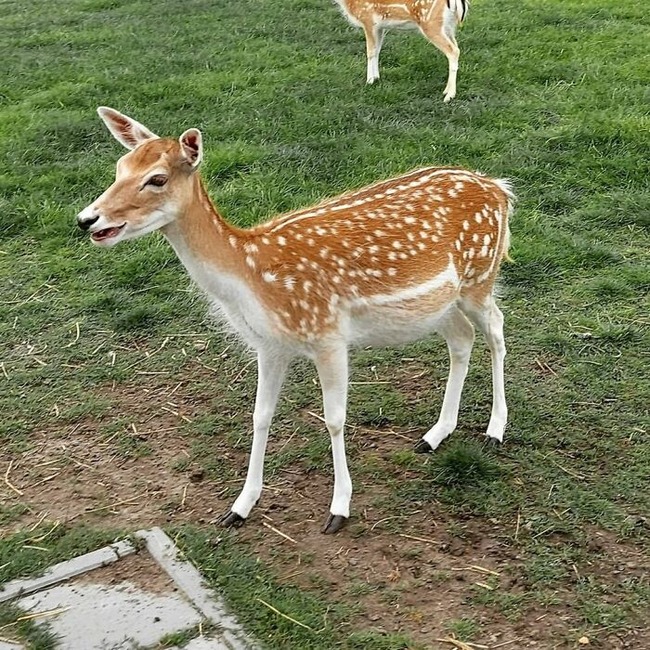 66c728aa864d2_cute-pregnant-animals-pics