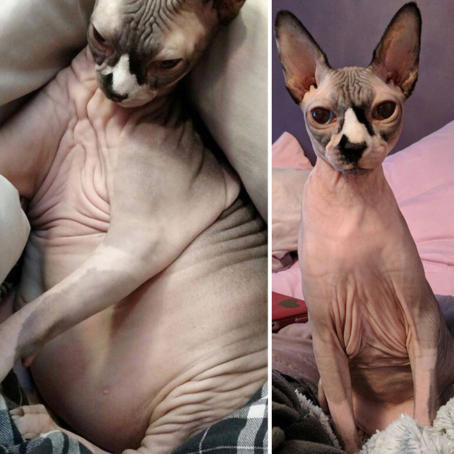 fat-cats-losing-weight-before-after-36-5ed10c7a4e9ae__700