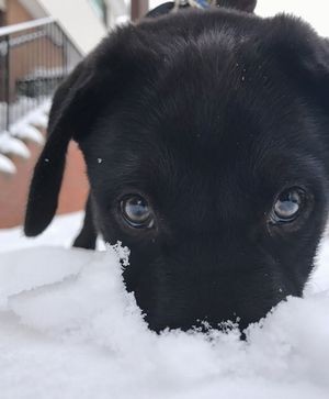 funny-animals-first-snow-cats-dogs-6-5a54e89ad1000__700