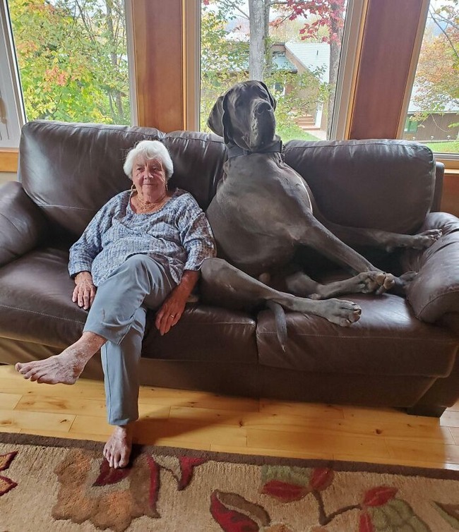 63e3add44114d_funny-dogs-great-danes-pics (1)
