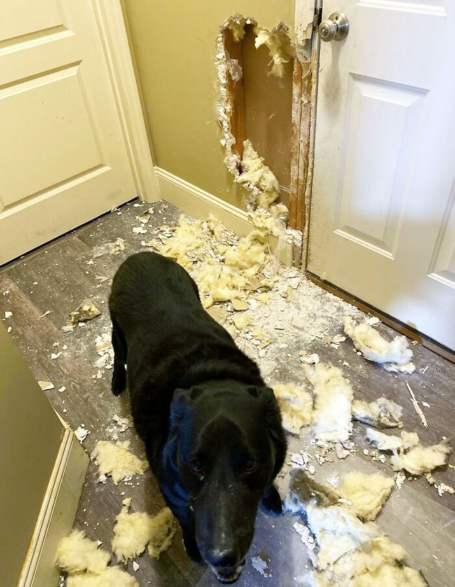 dogs-destroying-things-5-6564cdec7745d__700 (1)