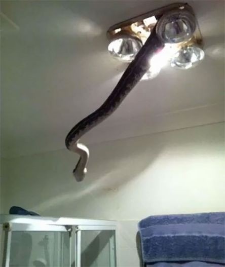 australia-scary-nature-animals-18-5d26f4b3374f4__605