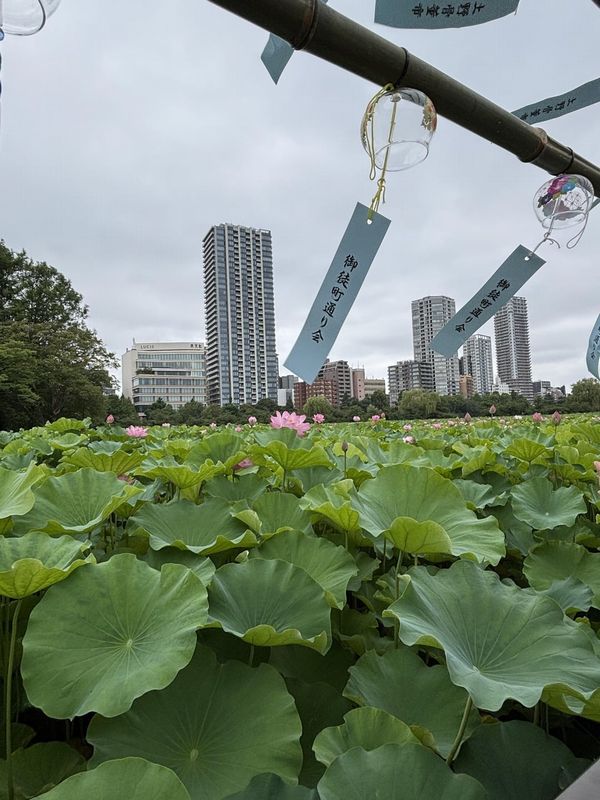 lotuses-are-blooming-in-ueno-par
