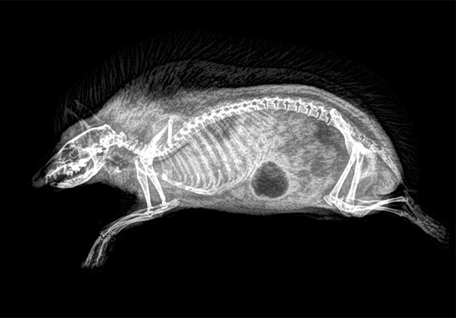 xray-pictures-photos-zoo-animals-oregon-oregonzoo