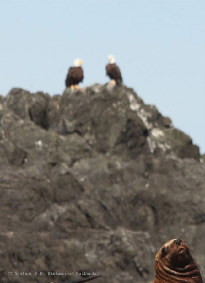 funny-crappy-wildlife-photography-454-5eaac8f09d7aa__700