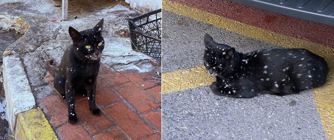 unusual-pets-genetic-mutations-11-656079de09ce8__700