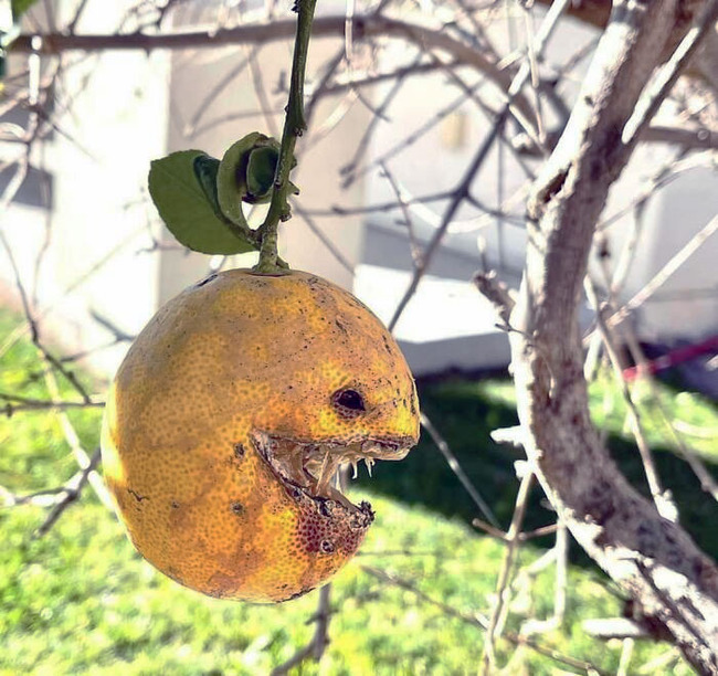 interesting-pareidolia-pics-6-6685354628dd1__700