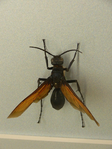 800px-Tarantula_hawk_wasp_3