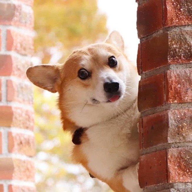 funny-expressive-dog-corgi-genthecorgi-1-5-5f0ea721d0f3f__700