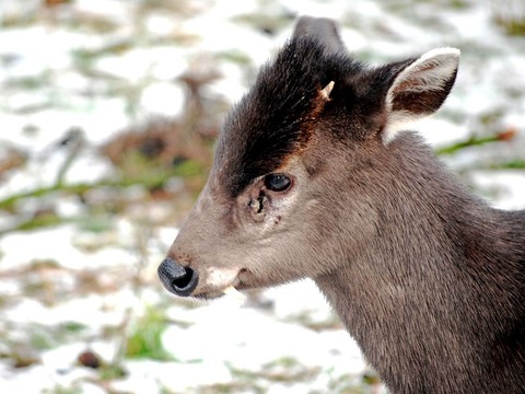 jelonek-zoo-wroclaw