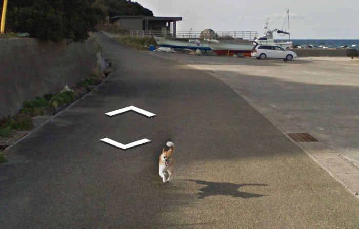 外国人 偶然googleストリートビューに映り込んだ動物を集めてみた 2ch トピックス 速報まとめたよ 外国人 偶然googleストリートビューに映り込んだ動物を集めてみた 2ch トピックス 速報まとめたよ