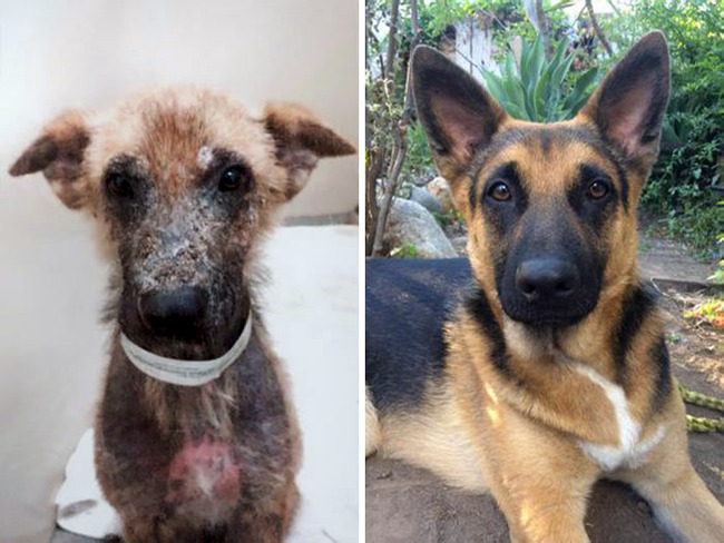 rescue-dogs-before-after-pics-134-64213526cf838__700