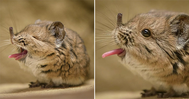 elephant-shrew-yawn-6386527134c2a-png