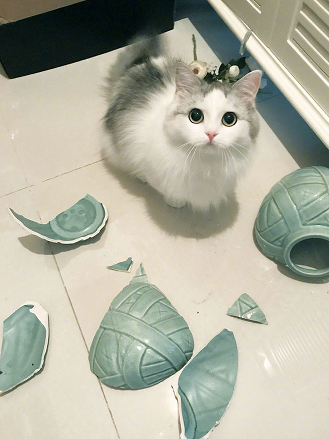 pets-destroying-things-514-603c9f4a62f78__700