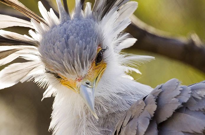 まつ毛が長い鳥 ヘビクイワシ 人間のモデルより美しいと話題に 海外の万国反応記 海外の反応