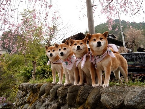tumblr_myl51hCfRl1t8n4bzo1_1280