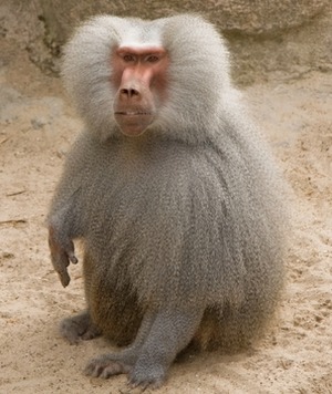 hamadryas-baboon_large