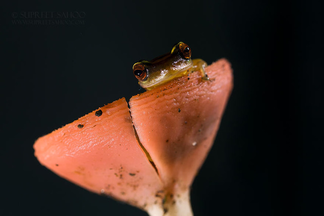 Tree-frog-5e878bd325447__880