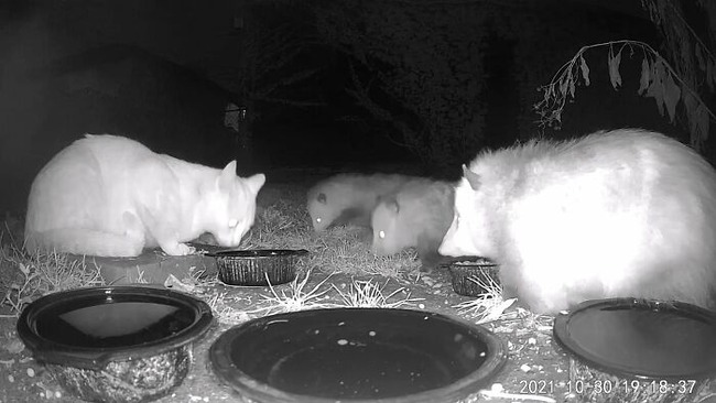 2021-10-30-Kitty-at-a-possum-convention-618c6ec1e8d5b__700
