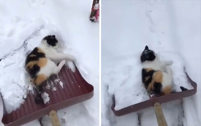 derp-cats-pics-618ccdbc87294__700