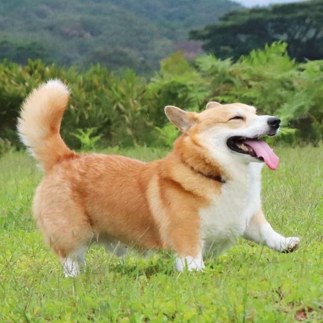 funny-expressive-dog-corgi-genthecorgi-1-19-5f0ea73ecb7c7__700