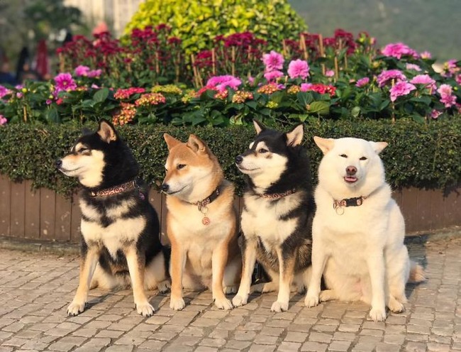 funny-photobombing-shiba-inu-dog-photos-42-5f59e372e6138__700