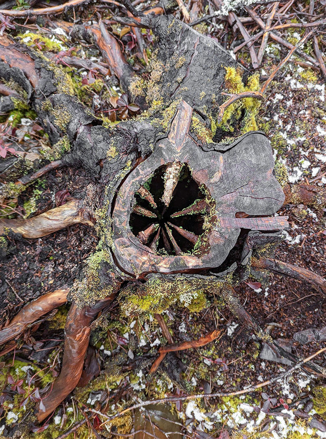 scary-creepy-nature-pics-3-645b8fe4bb39f-png__700