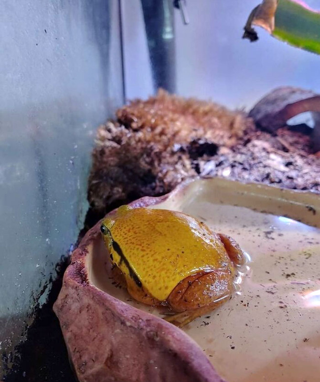 things-look-like-food-forbidden-snacks-23-647dad7f8afee__700