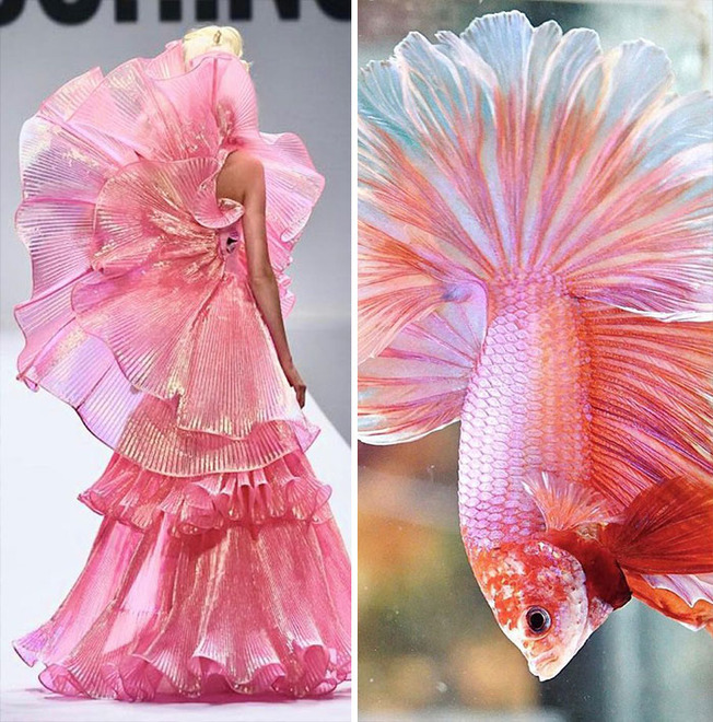 parallels-between-fashion-and-nature