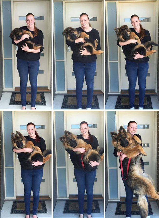 dogs-growing-up-146-600fba4b528c3__700