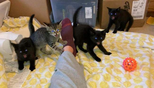illegally-small-cats-pics-155-6011761cec1ec__700
