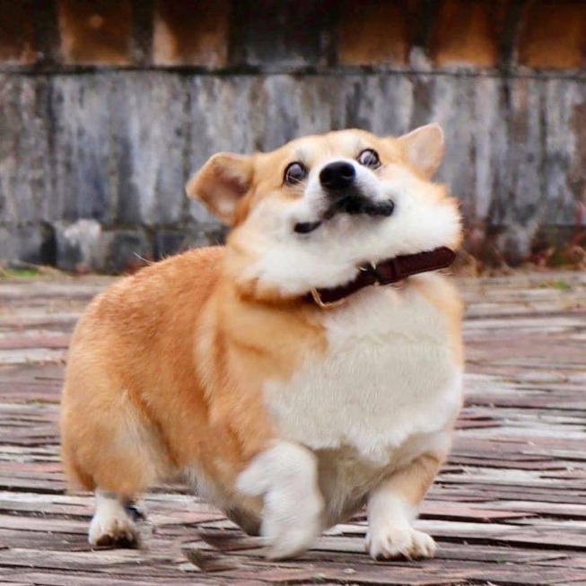 funny-expressive-dog-corgi-genthecorgi-1-3-5f0ea71e27f4a__700