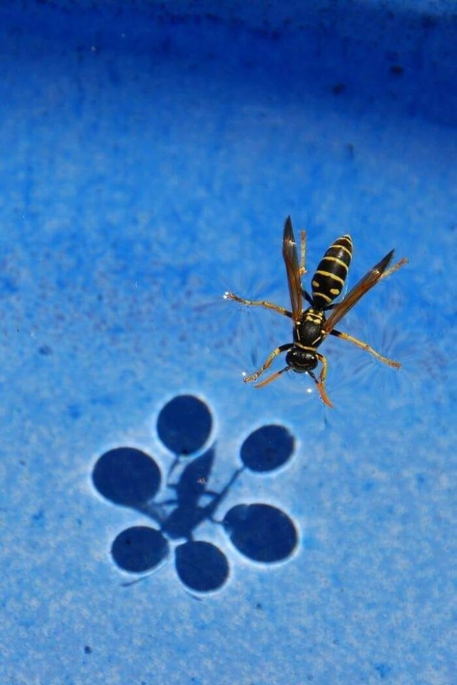 accidental-surrealism-images-63ac1b0c239e1__700
