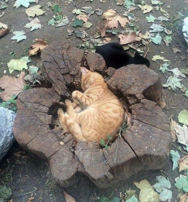 places-where-cats-shouldnt-be-606336247d594__700