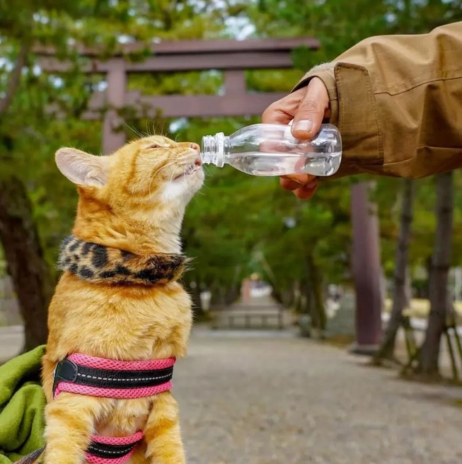 traveling-cats-japan
