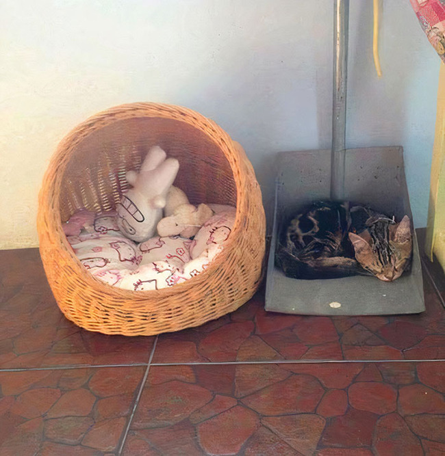 funny-cat-logic-beds-9-5f7dbb590b2dd__700