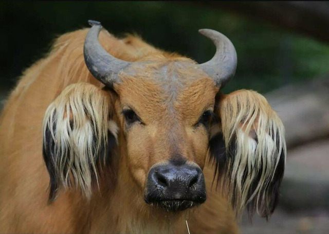 68d1025ea2ea6_veh1rx66vv6e1__880